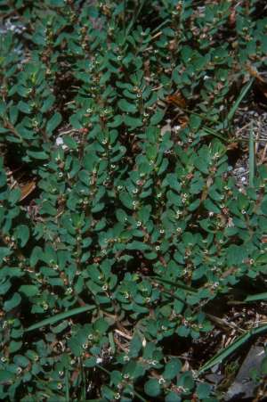 Euphorbia mendezii