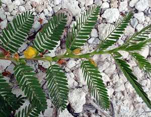 Chamaecrista nictitans