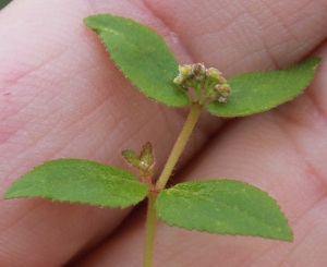Euphorbia ophthalmica