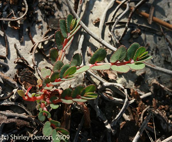 Euphorbia pergamena