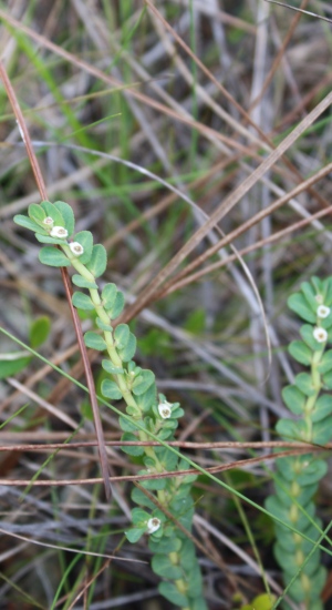 Euphorbia pergamena