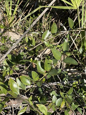Chiococca parvifolia