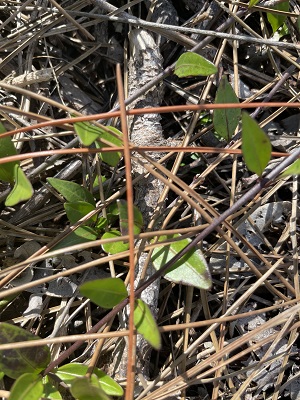 Chiococca pinetorum