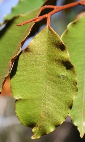 Chrysophyllum oliviforme