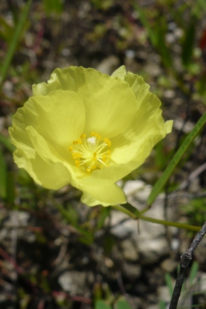 Cienfuegosia yucatanensis