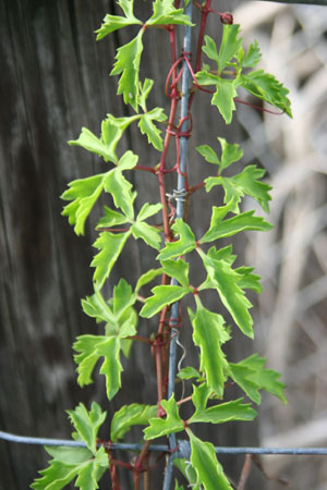 Cissus trifoliata