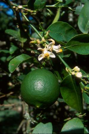 Citrus x aurantiifolia