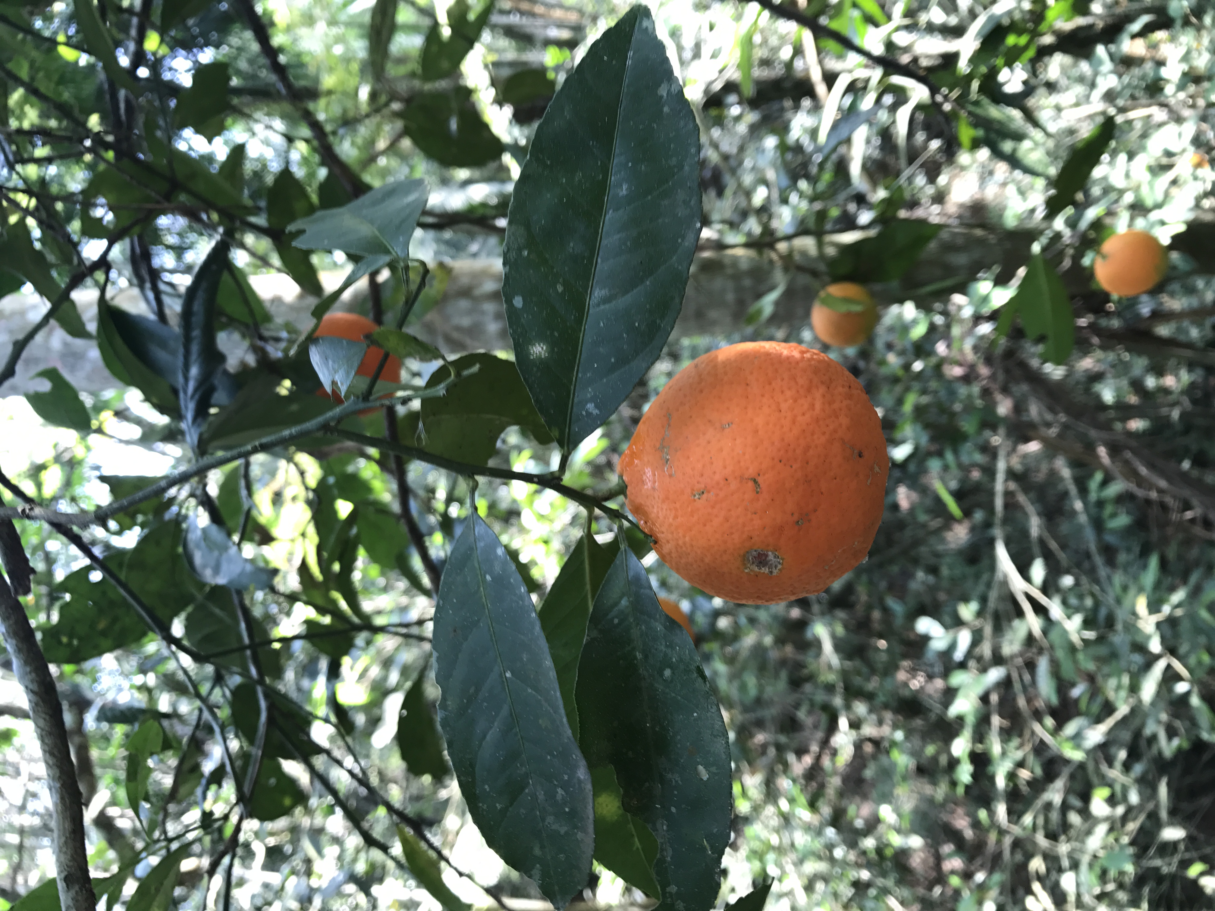 Citrus x limonia