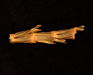 Coelorachis tuberculosa