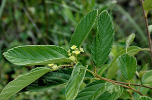 Colubrina cubensis