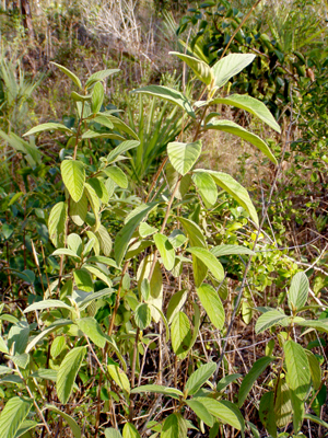 Colubrina cubensis