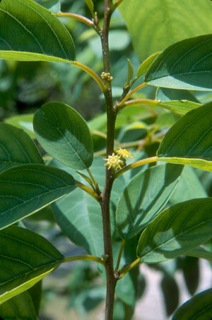 Colubrina elliptica