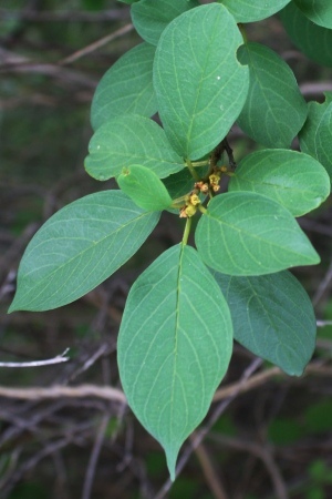 Colubrina elliptica