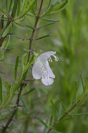 Conradina grandiflora