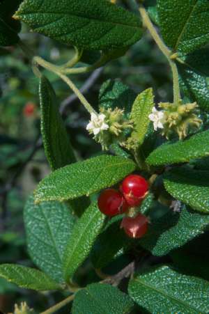 Varronia bahamensis