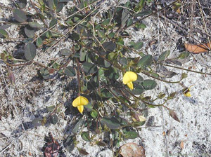 Crotalaria rotundifolia