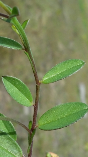 Crotalaria rotundifolia