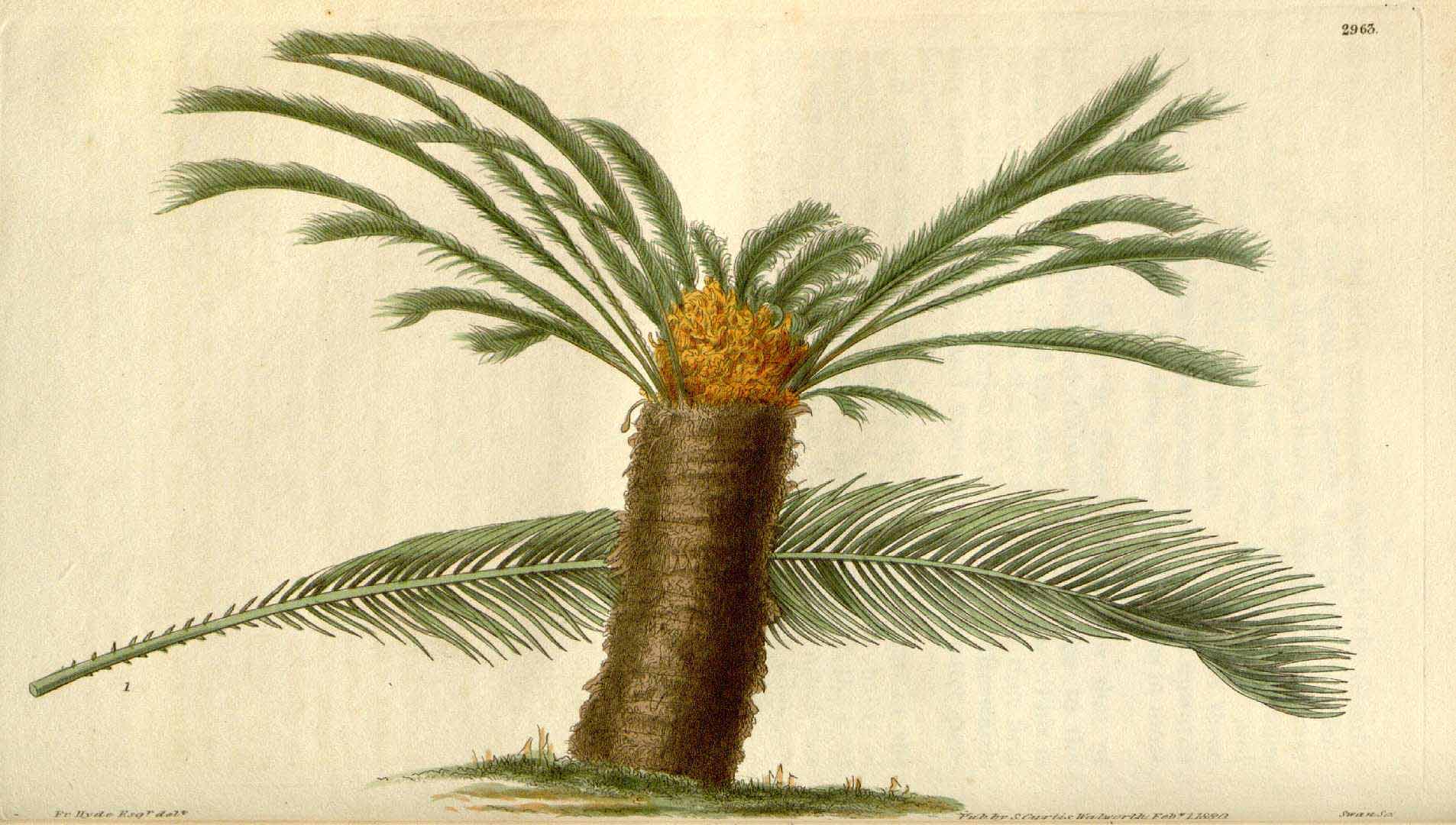 Cycas revoluta