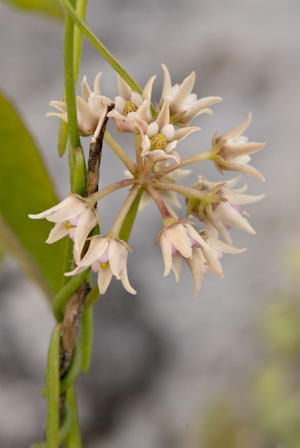 Seutera angustifolia