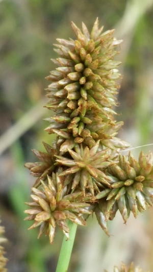 Cyperus ligularis
