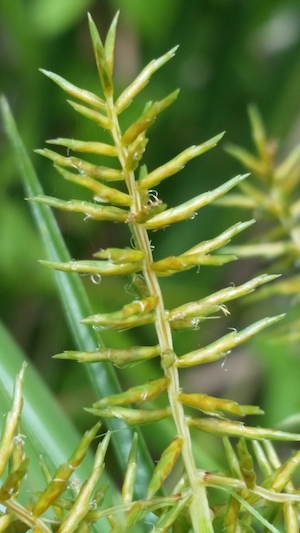 Cyperus odoratus