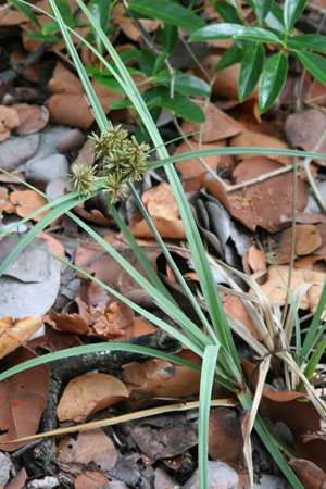 Cyperus planifolius