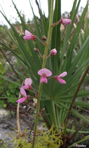 Desmodium floridanum