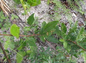 Desmodium floridanum