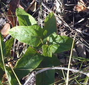 Desmodium floridanum