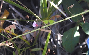 Desmodium floridanum