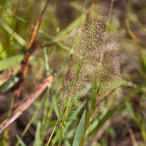 Dichanthelium erectifolium