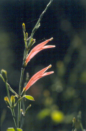 Dicliptera sexangularis