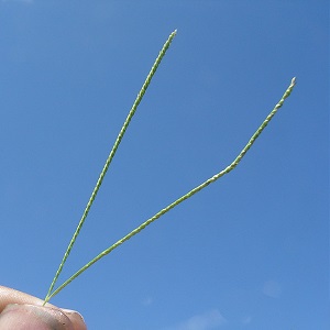 Digitaria longiflora