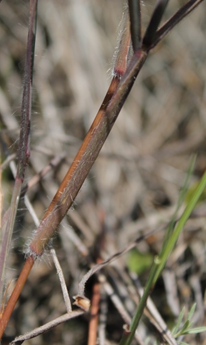 Digitaria pauciflora
