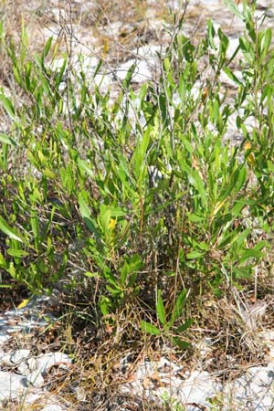 Dodonaea viscosa