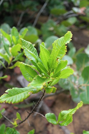 Dodonaea viscosa