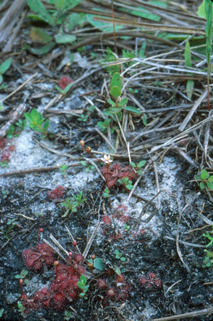 Drosera brevifolia