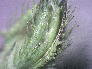 Echinochloa muricata