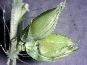 Echinochloa paludigena