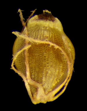 Eleocharis mutata