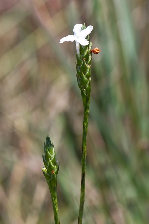 Elytraria caroliniensis