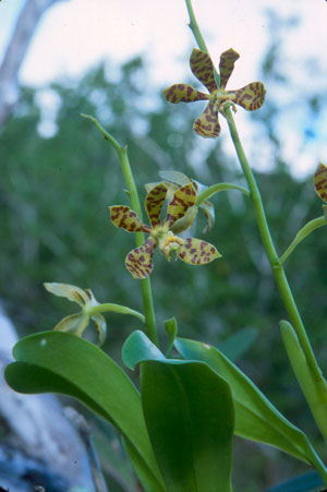 Prosthechea boothiana