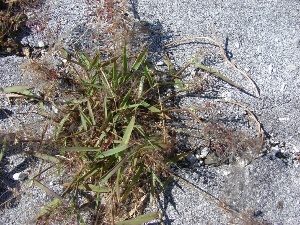 Eragrostis amabilis