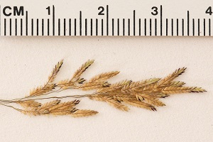 Eragrostis bahiensis