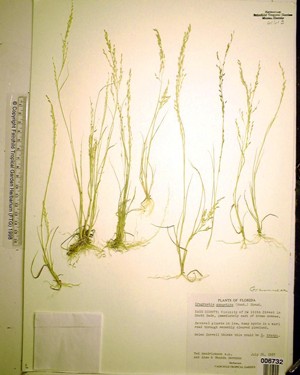 Eragrostis gangetica