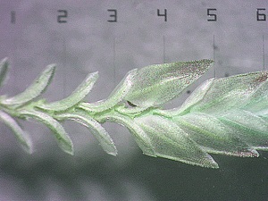 Eragrostis scaligera