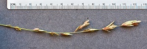 Eragrostis secundiflora