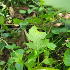 Erechtites valerianifolius