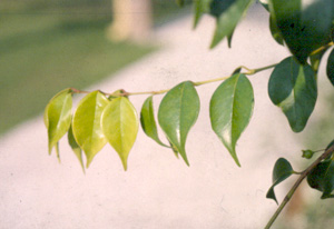 Eugenia confusa