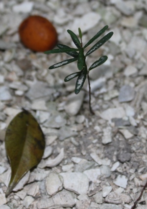 Eugenia confusa